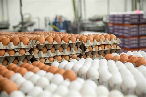 Egg farm. Things To Know About Egg farm. 